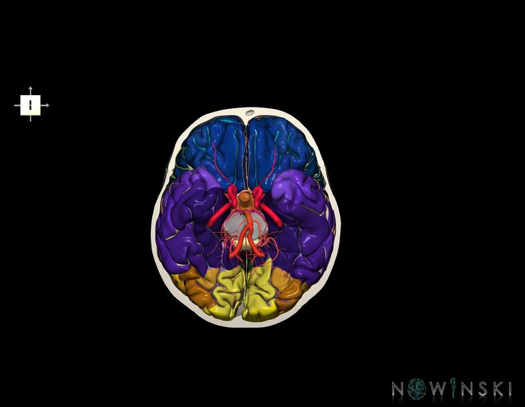 G8.T3.1-15.2-22.2_22.3.V6.C4-2.L0.Cerebrum-Intracranial_arteries-Neurocranium-No_skull_base.tiff