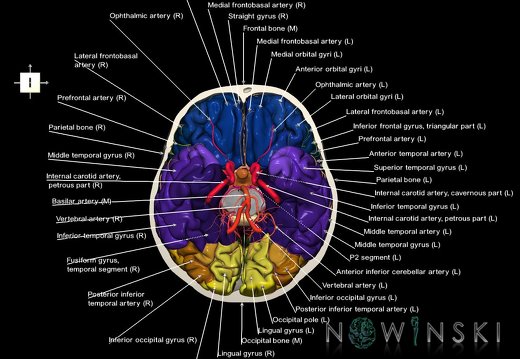 G8.T3.1-15.2-22.2 22.3.V6.C4-2.L1.Cerebrum-Intracranial arteries-Neurocranium-No skull base