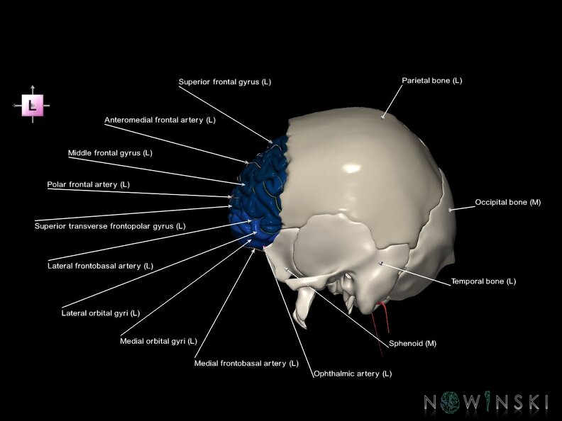 G8.T3.1-15.2-22.2 22.5.3.V2.C3-2.L1.Cerebrum-Intracranial arteries-Neurocranium-No frontal bone