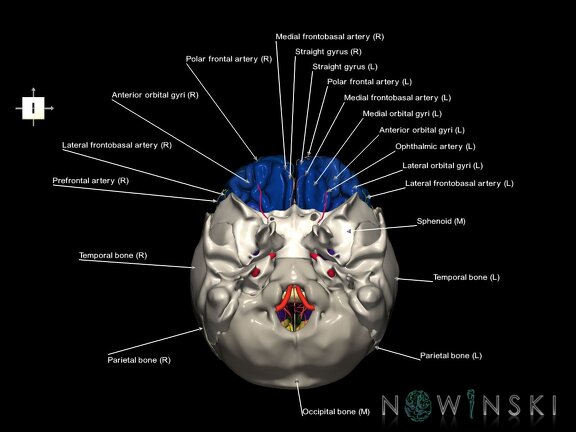 G8.T3.1-15.2-22.2 22.5.3.V6.C3-2.L1.Cerebrum-Intracranial arteries-Neurocranium-No frontal bone