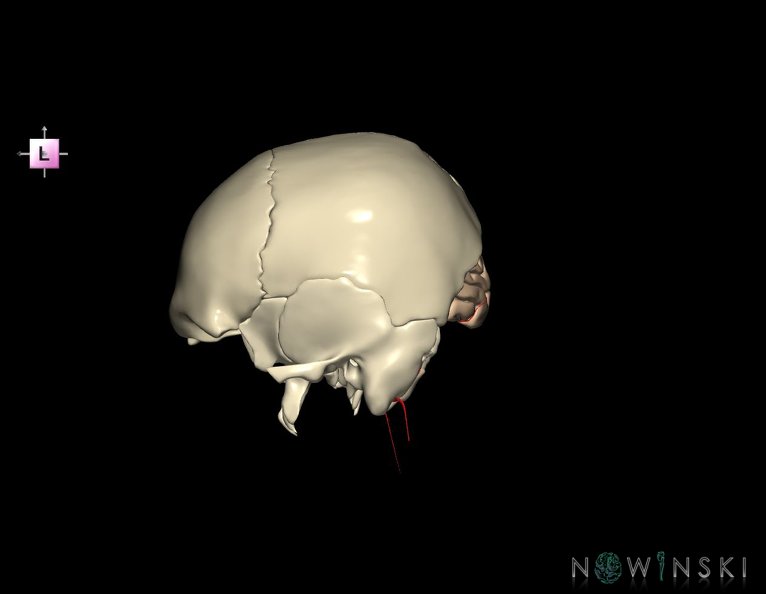 G8.T3.1-15.2-22.2_22.5.6.V2.C1.L0.Cerebrum-Intracranial_arteries-Neurocranium-No_occipital_bone.tiff