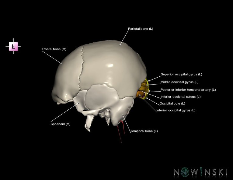 G8.T3.1-15.2-22.2_22.5.6.V2.C4-2.L1.Cerebrum-Intracranial_arteries-Neurocranium-No_occipital_bone.tiff
