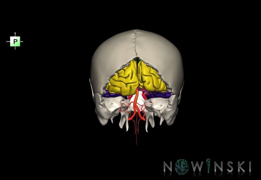 G8.T3.1-15.2-22.2 22.5.6.V3.C2.L0.Cerebrum-Intracranial arteries-Neurocranium-No occipital bone