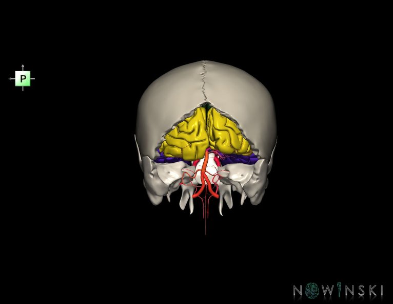G8.T3.1-15.2-22.2_22.5.6.V3.C2.L0.Cerebrum-Intracranial_arteries-Neurocranium-No_occipital_bone.tiff