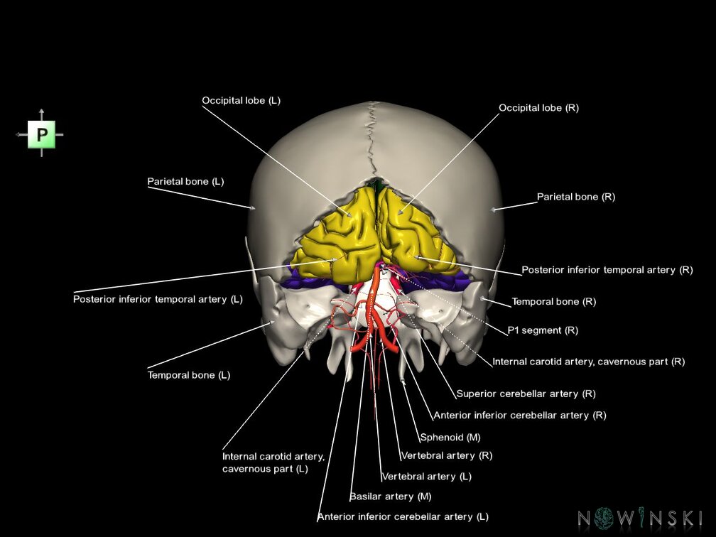 G8.T3.1-15.2-22.2 22.5.6.V3.C2.L1.Cerebrum-Intracranial arteries-Neurocranium-No occipital bone
