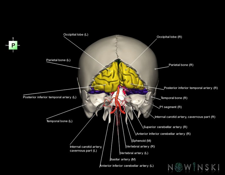 G8.T3.1-15.2-22.2_22.5.6.V3.C2.L1.Cerebrum-Intracranial_arteries-Neurocranium-No_occipital_bone.tiff