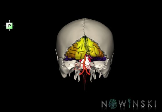 G8.T3.1-15.2-22.2 22.5.6.V3.C3-2.L0.Cerebrum-Intracranial arteries-Neurocranium-No occipital bone