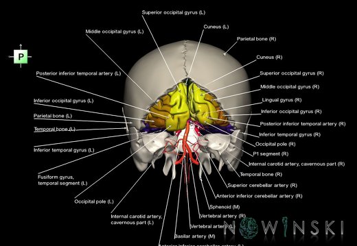 G8.T3.1-15.2-22.2 22.5.6.V3.C3-2.L1.Cerebrum-Intracranial arteries-Neurocranium-No occipital bone