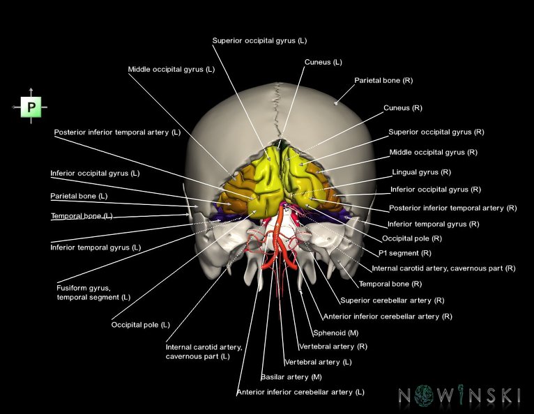 G8.T3.1-15.2-22.2_22.5.6.V3.C3-2.L1.Cerebrum-Intracranial_arteries-Neurocranium-No_occipital_bone.tiff