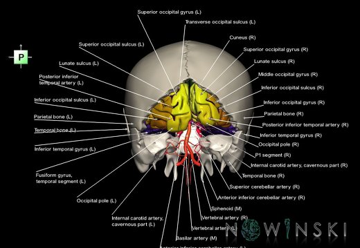 G8.T3.1-15.2-22.2 22.5.6.V3.C4-2.L1.Cerebrum-Intracranial arteries-Neurocranium-No occipital bone