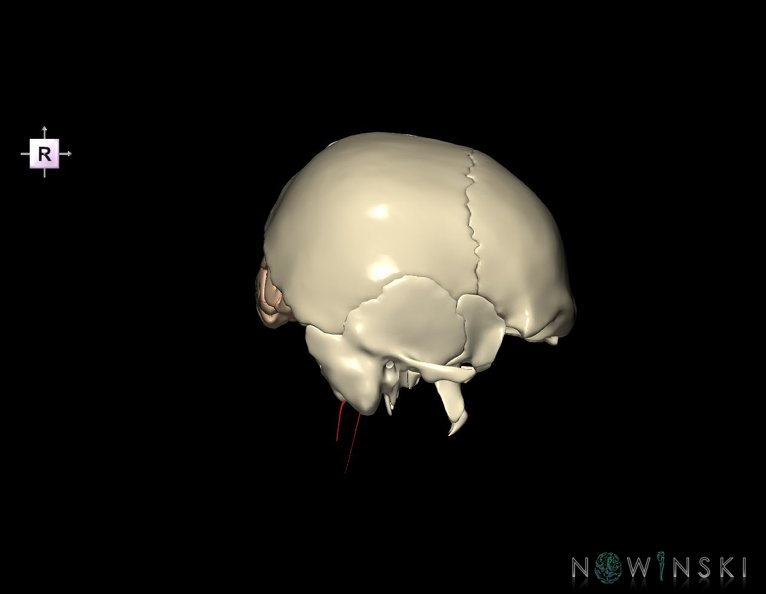 G8.T3.1-15.2-22.2_22.5.6.V4.C1.L0.Cerebrum-Intracranial_arteries-Neurocranium-No_occipital_bone.tiff