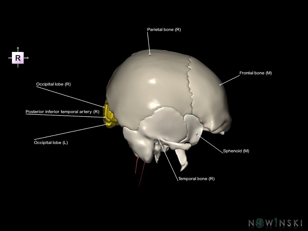 G8.T3.1-15.2-22.2 22.5.6.V4.C2.L1.Cerebrum-Intracranial arteries-Neurocranium-No occipital bone
