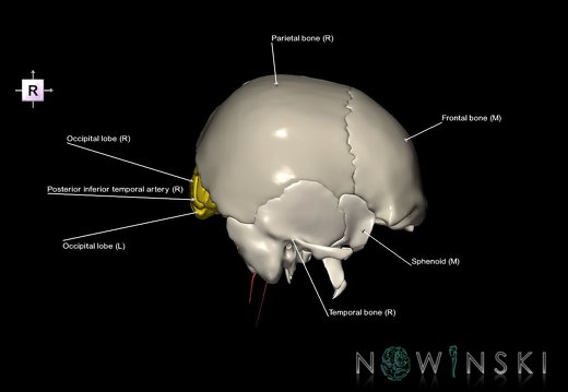 G8.T3.1-15.2-22.2 22.5.6.V4.C2.L1.Cerebrum-Intracranial arteries-Neurocranium-No occipital bone
