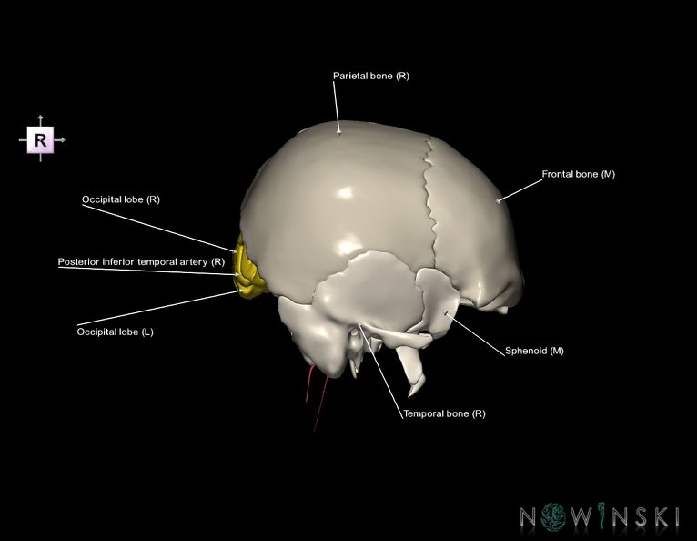 G8.T3.1-15.2-22.2_22.5.6.V4.C2.L1.Cerebrum-Intracranial_arteries-Neurocranium-No_occipital_bone.tiff