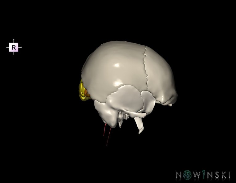 G8.T3.1-15.2-22.2_22.5.6.V4.C3-2.L0.Cerebrum-Intracranial_arteries-Neurocranium-No_occipital_bone.tiff