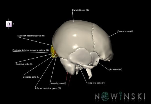 G8.T3.1-15.2-22.2 22.5.6.V4.C3-2.L1.Cerebrum-Intracranial arteries-Neurocranium-No occipital bone