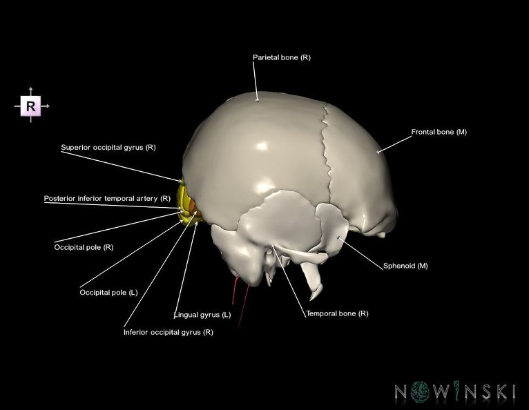 G8.T3.1-15.2-22.2_22.5.6.V4.C3-2.L1.Cerebrum-Intracranial_arteries-Neurocranium-No_occipital_bone.tiff