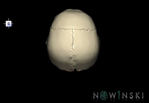 G8.T3.1-15.2-22.2 22.5.6.V5.C1.L0.Cerebrum-Intracranial arteries-Neurocranium-No occipital bone