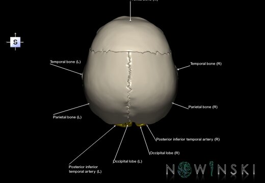 G8.T3.1-15.2-22.2 22.5.6.V5.C2.L1.Cerebrum-Intracranial arteries-Neurocranium-No occipital bone