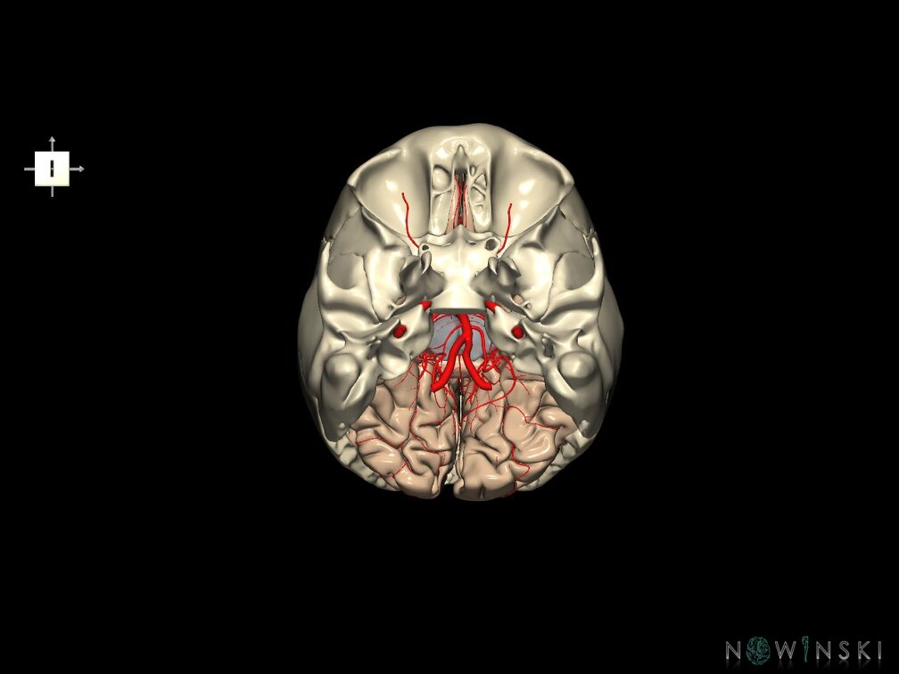 G8.T3.1-15.2-22.2 22.5.6.V6.C1.L0.Cerebrum-Intracranial arteries-Neurocranium-No occipital bone