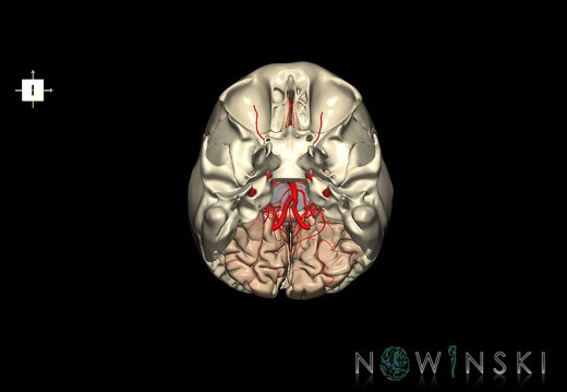 G8.T3.1-15.2-22.2 22.5.6.V6.C1.L0.Cerebrum-Intracranial arteries-Neurocranium-No occipital bone