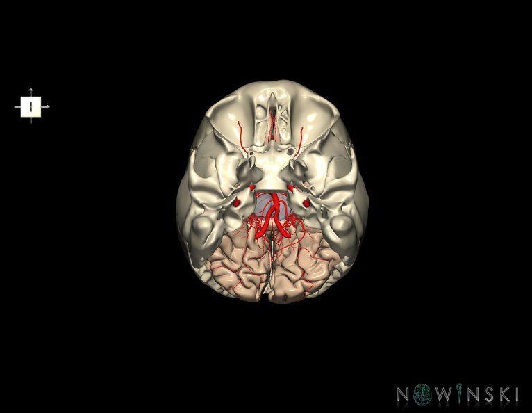 G8.T3.1-15.2-22.2_22.5.6.V6.C1.L0.Cerebrum-Intracranial_arteries-Neurocranium-No_occipital_bone.tiff