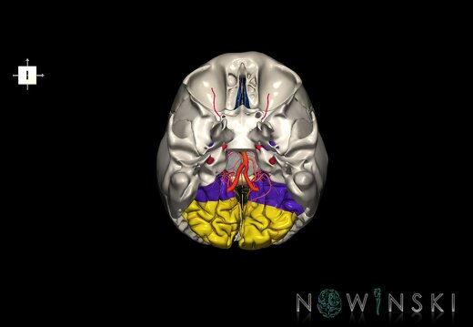 G8.T3.1-15.2-22.2 22.5.6.V6.C2.L0.Cerebrum-Intracranial arteries-Neurocranium-No occipital bone