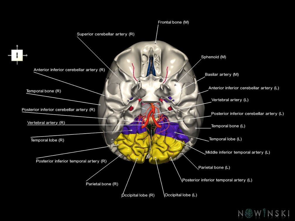 G8.T3.1-15.2-22.2 22.5.6.V6.C2.L1.Cerebrum-Intracranial arteries-Neurocranium-No occipital bone