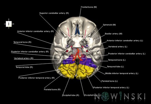 G8.T3.1-15.2-22.2 22.5.6.V6.C2.L1.Cerebrum-Intracranial arteries-Neurocranium-No occipital bone