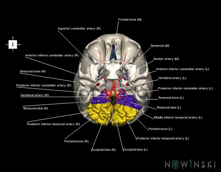 G8.T3.1-15.2-22.2_22.5.6.V6.C2.L1.Cerebrum-Intracranial_arteries-Neurocranium-No_occipital_bone.tiff