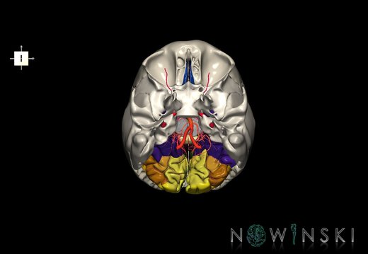 G8.T3.1-15.2-22.2 22.5.6.V6.C3-2.L0.Cerebrum-Intracranial arteries-Neurocranium-No occipital bone