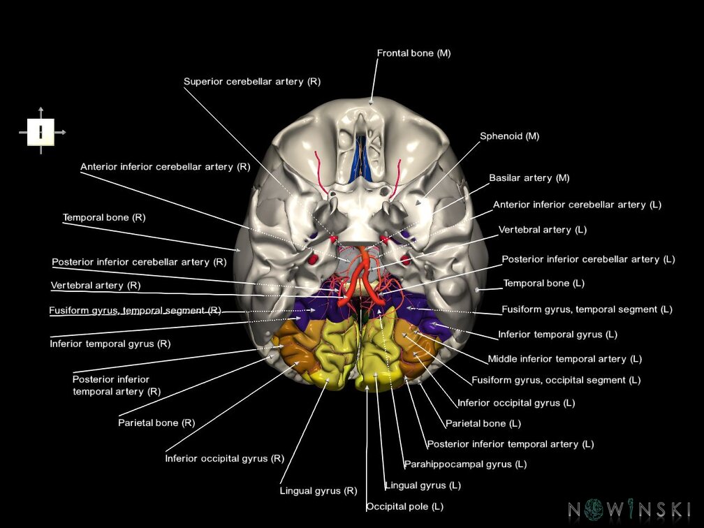 G8.T3.1-15.2-22.2 22.5.6.V6.C3-2.L1.Cerebrum-Intracranial arteries-Neurocranium-No occipital bone