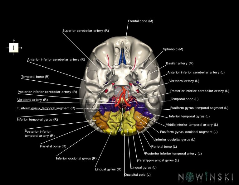 G8.T3.1-15.2-22.2_22.5.6.V6.C3-2.L1.Cerebrum-Intracranial_arteries-Neurocranium-No_occipital_bone.tiff