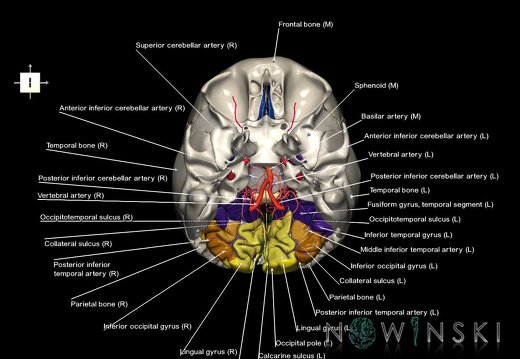 G8.T3.1-15.2-22.2 22.5.6.V6.C4-2.L1.Cerebrum-Intracranial arteries-Neurocranium-No occipital bone