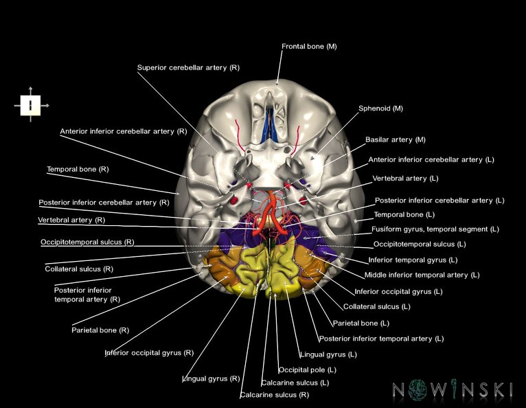 G8.T3.1-15.2-22.2_22.5.6.V6.C4-2.L1.Cerebrum-Intracranial_arteries-Neurocranium-No_occipital_bone.tiff