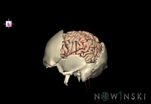 G8.T3.1-22.2 22.5.7.V2.C1.L0.Cerebrum-Neurocranium-No parietal bone
