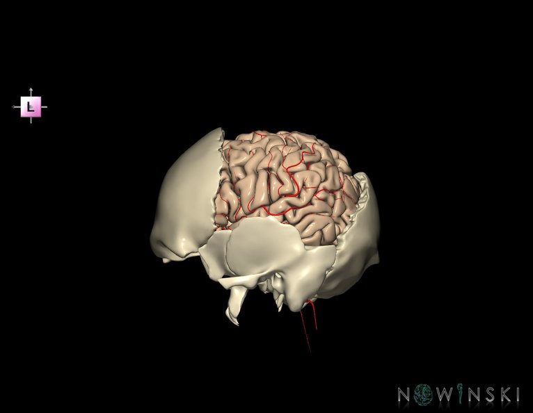 G8.T3.1-22.2_22.5.7.V2.C1.L0.Cerebrum-Neurocranium-No_parietal_bone.tiff