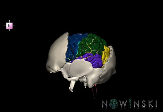 G8.T3.1-22.2 22.5.7.V2.C2.L0.Cerebrum-Neurocranium-No parietal bone