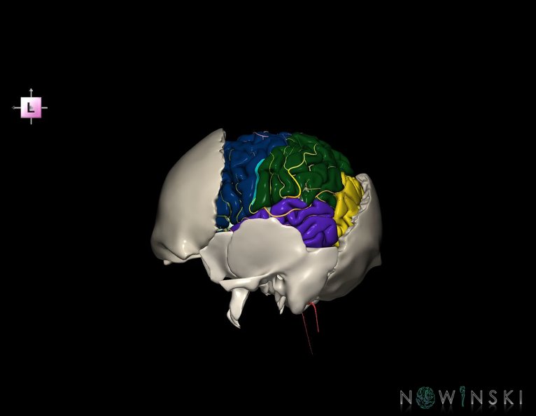 G8.T3.1-22.2_22.5.7.V2.C2.L0.Cerebrum-Neurocranium-No_parietal_bone.tiff