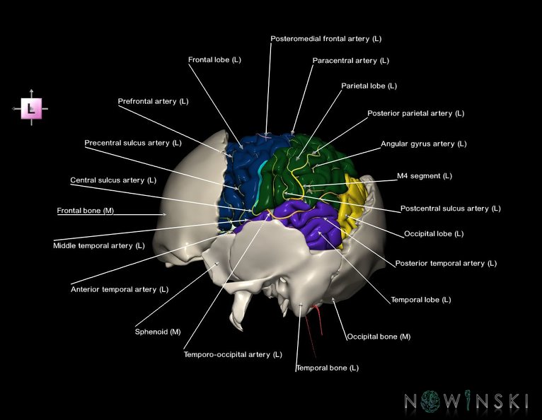 G8.T3.1-22.2_22.5.7.V2.C2.L1.Cerebrum-Neurocranium-No_parietal_bone.tiff
