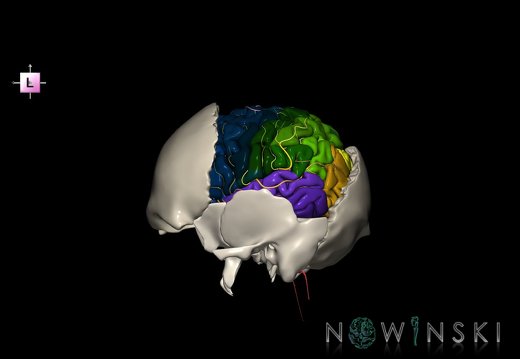 G8.T3.1-22.2 22.5.7.V2.C3-2.L0.Cerebrum-Neurocranium-No parietal bone
