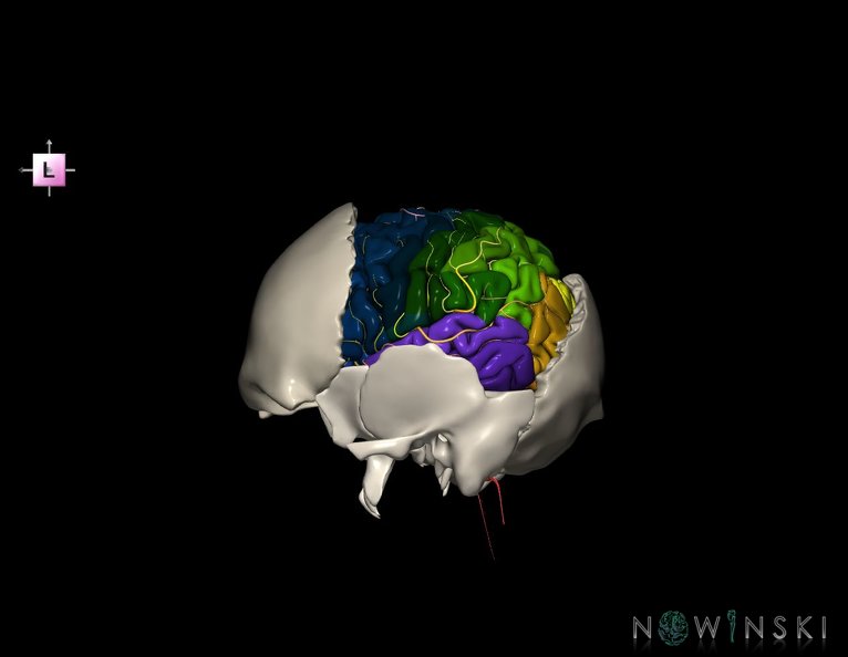 G8.T3.1-22.2_22.5.7.V2.C3-2.L0.Cerebrum-Neurocranium-No_parietal_bone.tiff