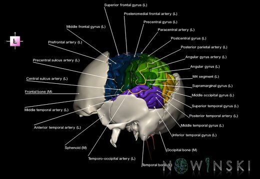 G8.T3.1-22.2 22.5.7.V2.C3-2.L1.Cerebrum-Neurocranium-No parietal bone