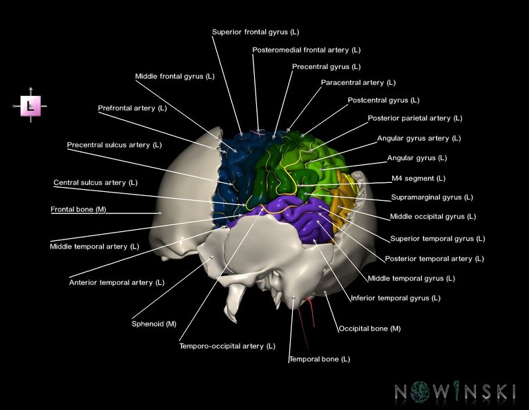 G8.T3.1-22.2_22.5.7.V2.C3-2.L1.Cerebrum-Neurocranium-No_parietal_bone.tiff