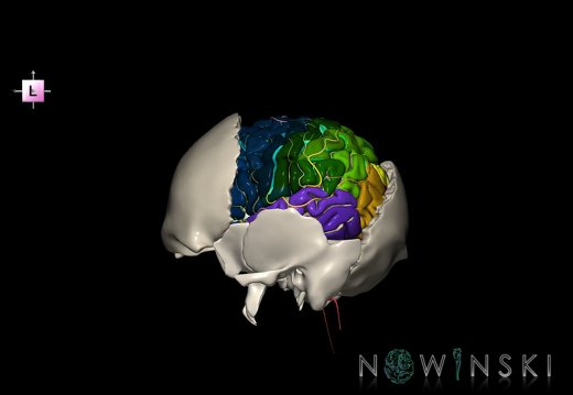 G8.T3.1-22.2 22.5.7.V2.C4-2.L0.Cerebrum-Neurocranium-No parietal bone