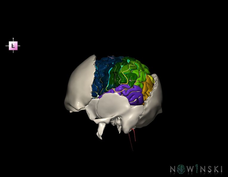 G8.T3.1-22.2_22.5.7.V2.C4-2.L0.Cerebrum-Neurocranium-No_parietal_bone.tiff