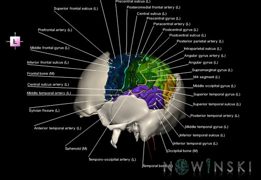 G8.T3.1-22.2 22.5.7.V2.C4-2.L1.Cerebrum-Neurocranium-No parietal bone