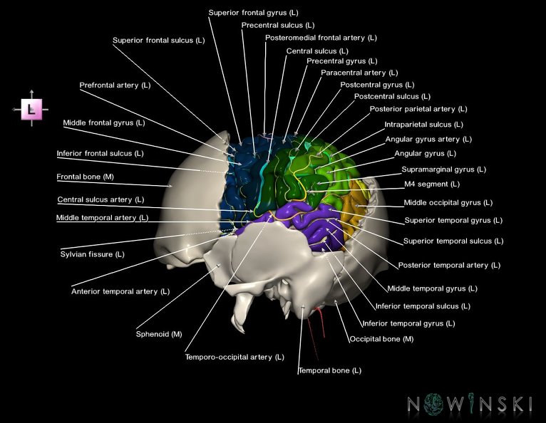 G8.T3.1-22.2_22.5.7.V2.C4-2.L1.Cerebrum-Neurocranium-No_parietal_bone.tiff