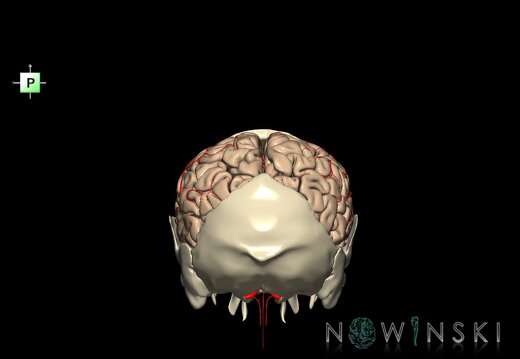 G8.T3.1-22.2 22.5.7.V3.C1.L0.Cerebrum-Neurocranium-No parietal bone