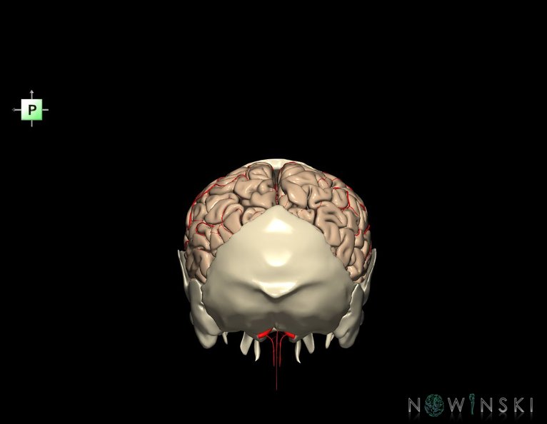 G8.T3.1-22.2_22.5.7.V3.C1.L0.Cerebrum-Neurocranium-No_parietal_bone.tiff